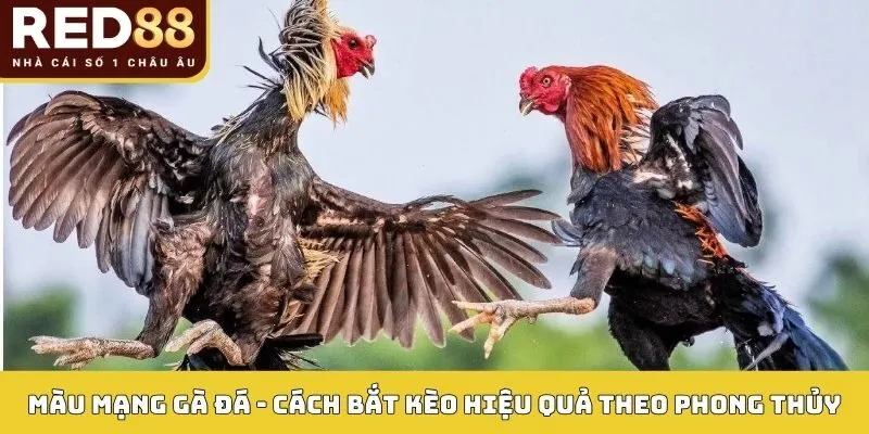 Màu Mạng Gà Đá Red88